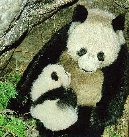 panda.jpg (63127 bytes)